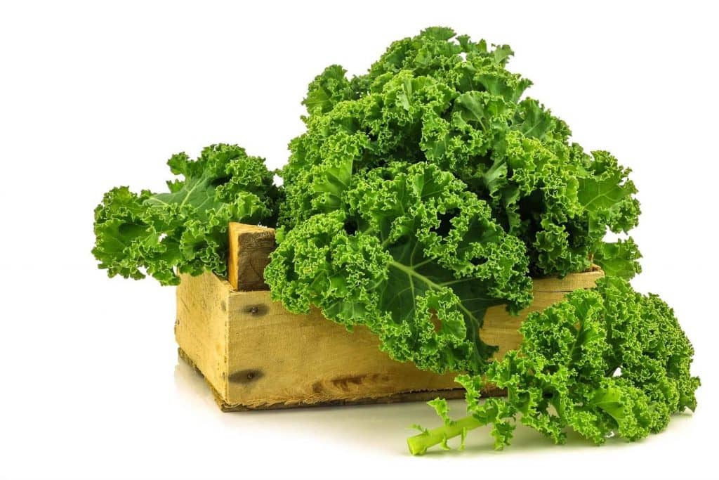 freshly harvested kale cabbage in a wooden crate on a white back