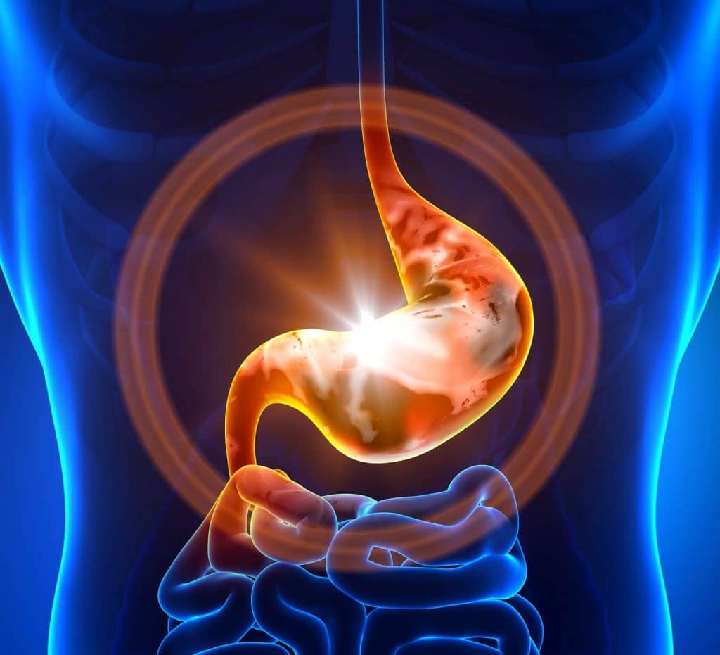 They repair your digestive tract and your colon