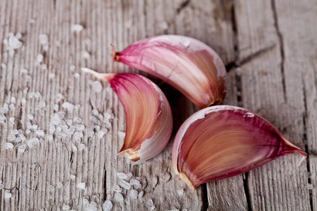 Garlic As an Antibiotic
