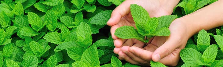 Peppermint for hickey removal